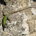 Podarcis muralis nigriventris x maculiventris female 5080393