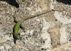 Podarcis muralis nigriventris x maculiventris female 5080393