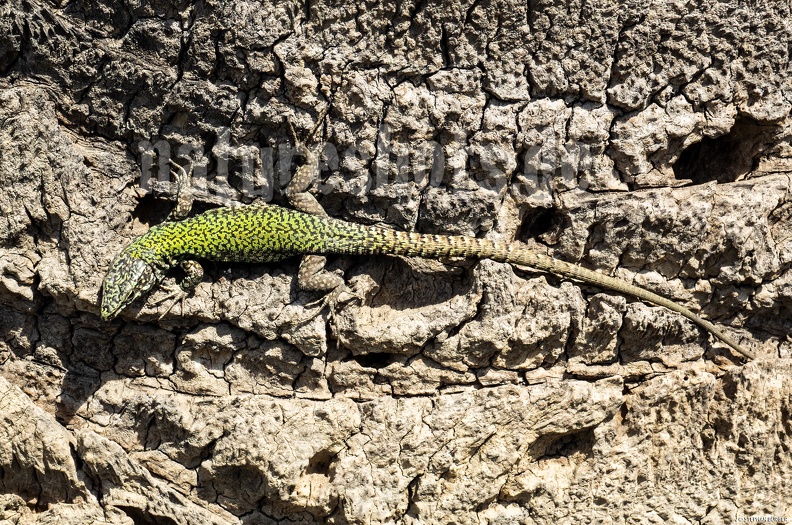 Podarcis_muralis_nigriventris_x_maculiventris_female_5080396.jpg