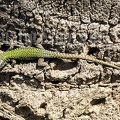 Podarcis muralis nigriventris x maculiventris female 5080396