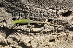 Podarcis muralis nigriventris x maculiventris female 5080396