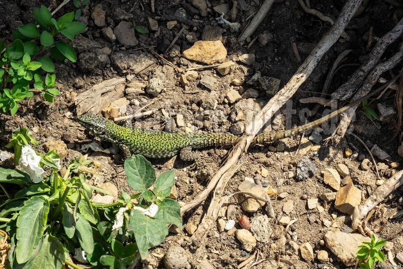 Podarcis_muralis_nigriventris_x_maculiventris_female_5080399.jpg