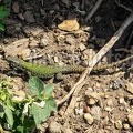 Podarcis muralis nigriventris x maculiventris female 5080399