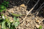 Podarcis muralis nigriventris x maculiventris female 5080399