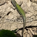 Podarcis muralis nigriventris x maculiventris female 5080405