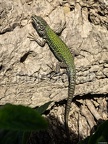 Podarcis muralis nigriventris x maculiventris female 5080405