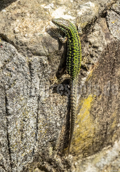 Podarcis_muralis_nigriventris_x_maculiventris_female_5080442.jpg