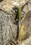 Podarcis muralis nigriventris x maculiventris female 5080442