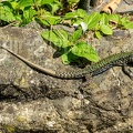 Podarcis muralis nigriventris x maculiventris male 5080429