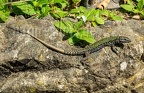 Podarcis muralis nigriventris x maculiventris male 5080429