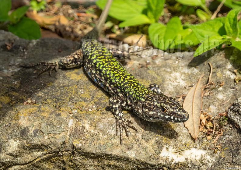Podarcis_muralis_nigriventris_x_maculiventris_male_5080445.jpg