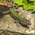 Podarcis muralis nigriventris x maculiventris male 5080445