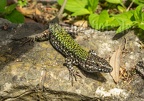 Podarcis muralis nigriventris x maculiventris male 5080445