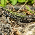 Podarcis muralis nigriventris x maculiventris male 5080446