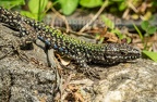 Podarcis muralis nigriventris x maculiventris male 5080446