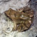 Rana italica 5060026