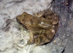 Rana italica 5060026