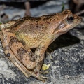Rana italica 5080526
