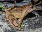 Rana italica 5080526