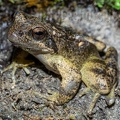Rana italica 5090584