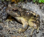 Rana italica 5090584