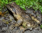 Rana italica 5090593