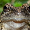 Rana italica 5090601