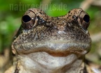 Rana italica 5090601