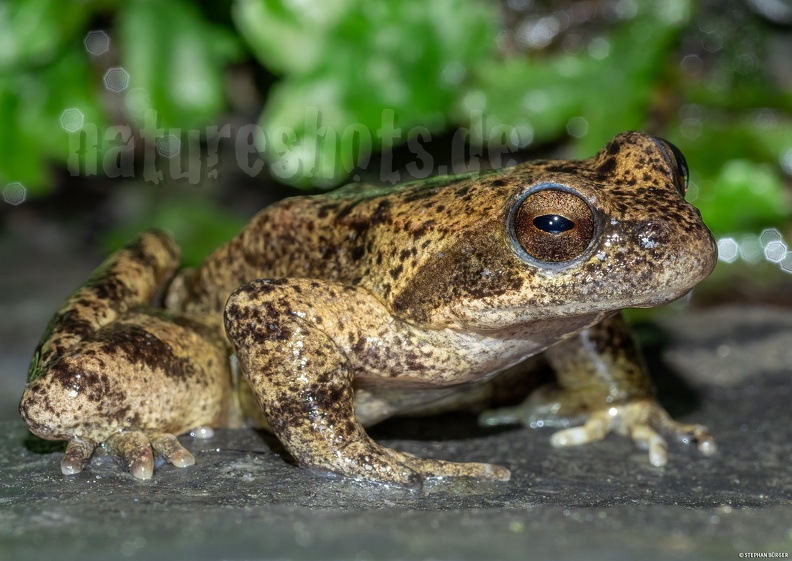 Rana_italica_5090610.jpg