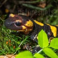 Salamandra salamandra gigliolii female 5060163