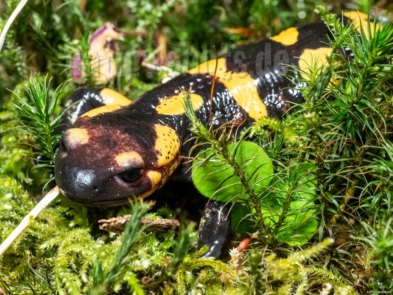 Salamandra_salamandra_gigliolii_female_5060183.jpg