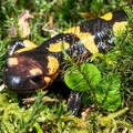 Salamandra salamandra gigliolii female 5060183