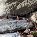 Salamandrina perspicillata 5060231