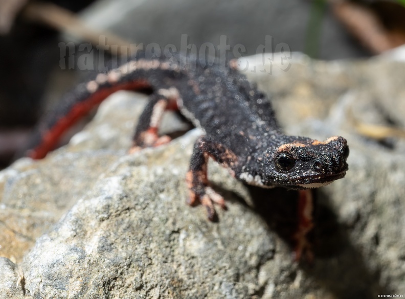 Salamandrina_perspicillata_5060240.jpg