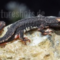 Salamandrina perspicillata 5060252