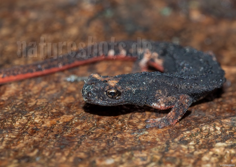Salamandrina_perspicillata_5080499.jpg