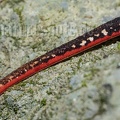 Salamandrina perspicillata 5090632