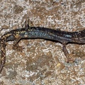 Speleomantes ambrosii ambrosii male 5070308