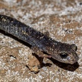 Speleomantes ambrosii ambrosii male 5070312