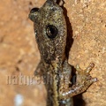 Speleomantes ambrosii ambrosii male 5070356