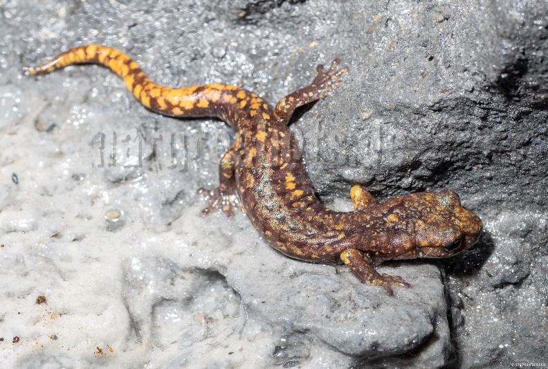 Speleomantes_strinatii_5060027.jpg