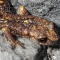 Speleomantes strinatii 5060035