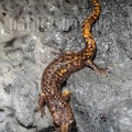 Speleomantes strinatii 5060040