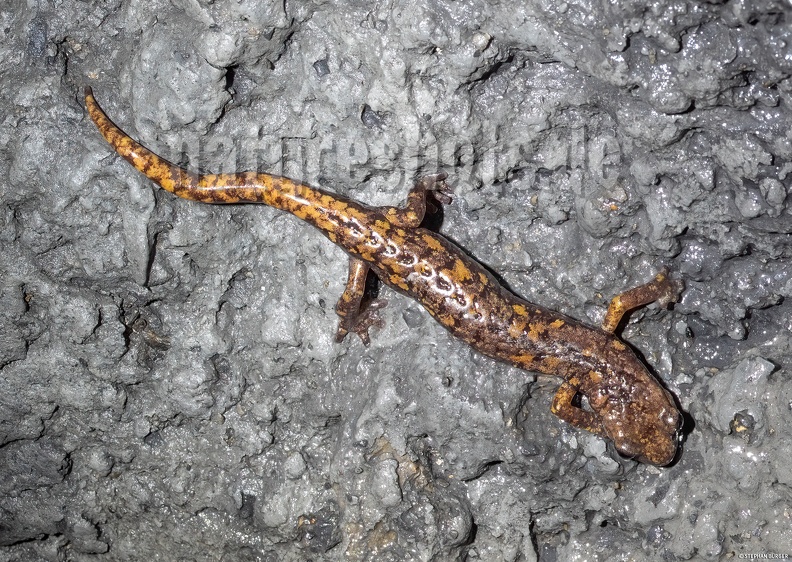 Speleomantes_strinatii_5060058.jpg