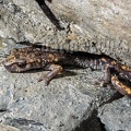 Speleomantes strinatii 5060072