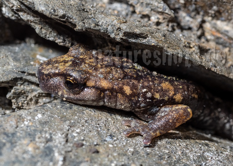 Speleomantes_strinatii_5060084.jpg