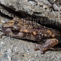 Speleomantes strinatii 5060084