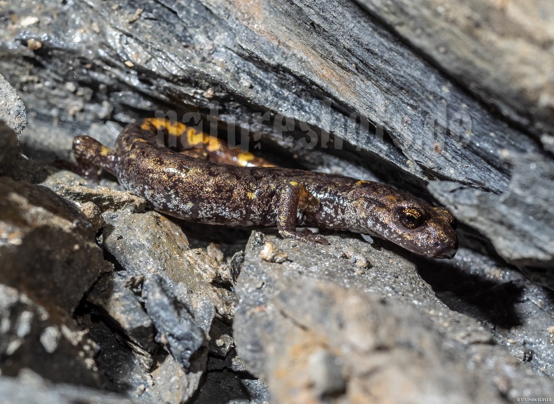 Speleomantes_strinatii_5060100.jpg