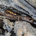 Speleomantes strinatii 5060100