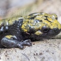 Salamandra atra aurorae 8030020